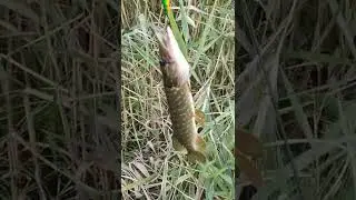 голые девушки