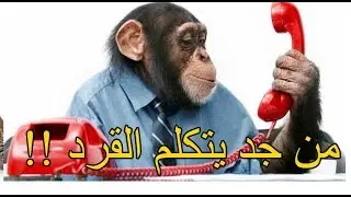 من الآخر القرد يتكلم ولا لا !!
