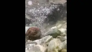 Underwater Ripple Capture  🌊..... #short #videography #shorts #vlogger #youtubeindia #photography