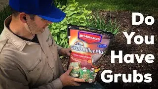 Do You Have Grubs in Your Lawn DIY