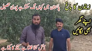 Olive (زیتون) cultivation |Olives farming |How to grow olive trees, Profitable farming |IR FARM