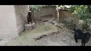 Ko'pkari