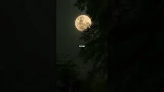 Lover - Taylor Swift 