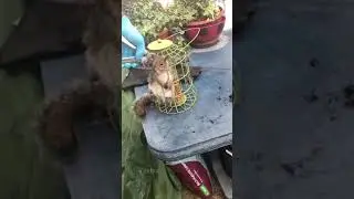 Голодная белка залезла в кормушку для птиц и съела так много еды.