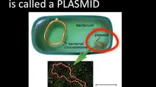 DNA technology p 2 recomb. DNA