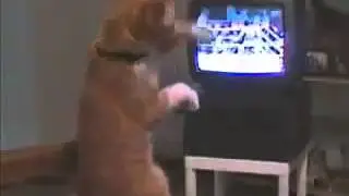 Кот Смотрит Бокс Ржака Cat Watching Boxing