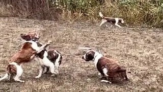 Rocksy & friends at Allison's Sniffspot