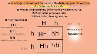 ATI TEAS 7 I Punnett squares I Biology I