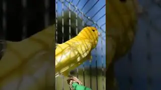 yellow canary legend short2 