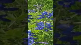 Blue Bonnets Ennis TX