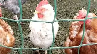 Моменты сельской жизни 28