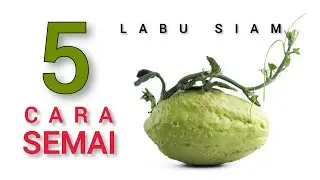 MUDAH ❗5 cara semai labu siam terbaik || 5 best & easiest ways to seed chayote