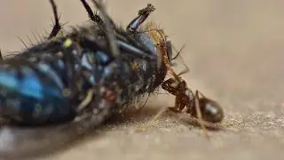 Ant vs fly - Macro Videography - Panasonic Lumix + Raynox DCR-250 - Macro Shots