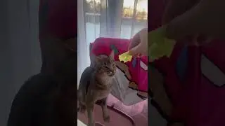Макароны, котлеты, винегрет! Я всю жизнь худой 😹 Кайто всеядный чаузи