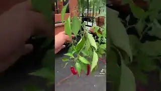 My Hanging Vegetable Garden: August Update