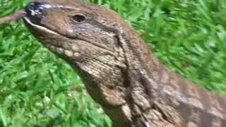 Enorme lagarto Tupinambi no quintal de casa COMENDO OVO no seu almoço