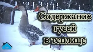 Содержание гусей в теплице