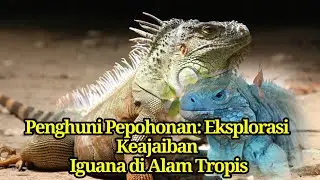 Misteri dan Keunikan: Eksplorasi Dunia Iguana yang Mengagumkan