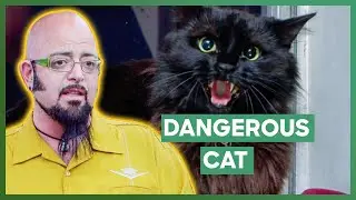 Jackson Finds Creative Solutions To Help A Violent Cat Attacking Her Owners | My Cat From Hell