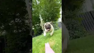I recorded my PUG running in slow motion and THIS is how it went! 😂🤳 