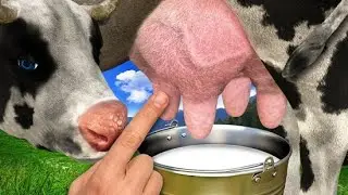 Первые сутки после отела.