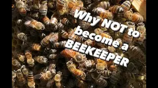 BEEHIVE INSPECTIONS/PULLING HONEY & My take on ADDING BEES TO YOUR HOMESTEAD
