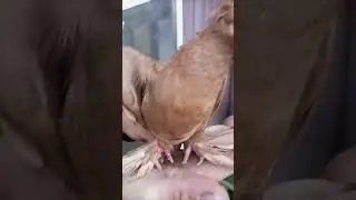 голуби#shortvideo