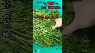 ТЛЯ на укропе который пора срезать, что надо сделать #Заготовка на зиму