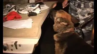 Задержали диких дагов, напавших на Романа Худякова
