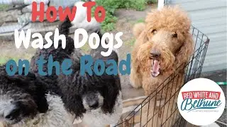 Traveling Fulltime with Dogs | How we Groom our Dogs on the Road | RV Living