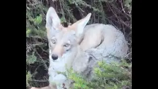 Coyote footage in San Diego