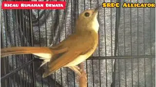 SRDC Alligator || milik ostha