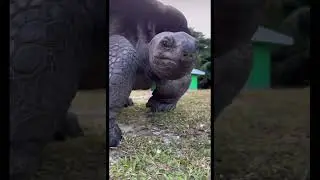 Гигантская черепаха