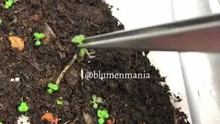Gloxinia by @blumenmania