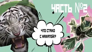 Пересадка и спасение калатеи белый тигр (вайт фьюжен) | ЧАСТЬ 2