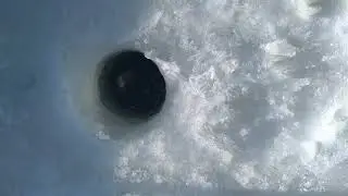 Живець 🐟🧜‍♂️🐟