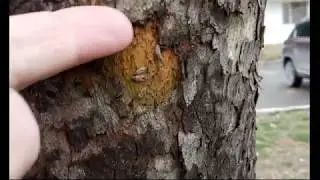 Как зимуют насекомые в Анапе???
