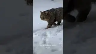 Барсик и его лес вокруг 