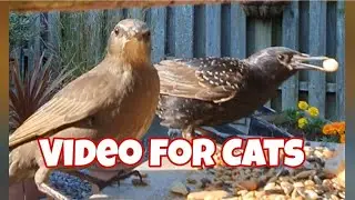 Videos for Cats to Watch: My WildBirds in the Garden/Morning Bird Sound