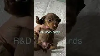 Financially Responsible, But Not #shorts #puppy #dog #dachshund #dachshundmom #dogmom
