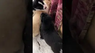 ЗАХВАТ РОДИЛКИ ДРАКОНАМИ