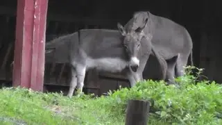 donkey fun meet run this is dofirst time video on #youtube 2020