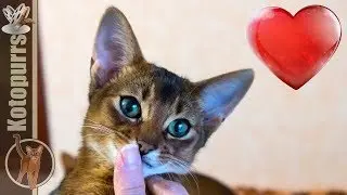 Pure Abyssinian Love! [kotopurrs]