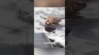 Наши рыбаки помогли бедному леопарду 🙈🔥😌