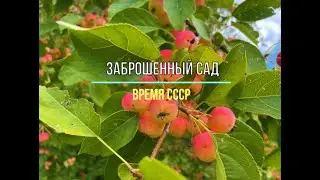 Заброшенный сад времен СССР