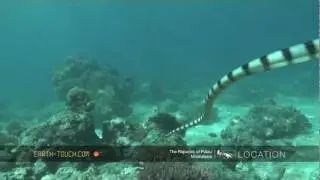Venomous animals: Sea snake on the hunt.