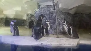 Сочи пингвинарий