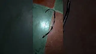 #LegingSnake Have you ever seen a snake with a leg?