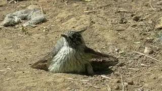 Cachudito (Anairetes parulus)