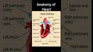 Heart Anatomy